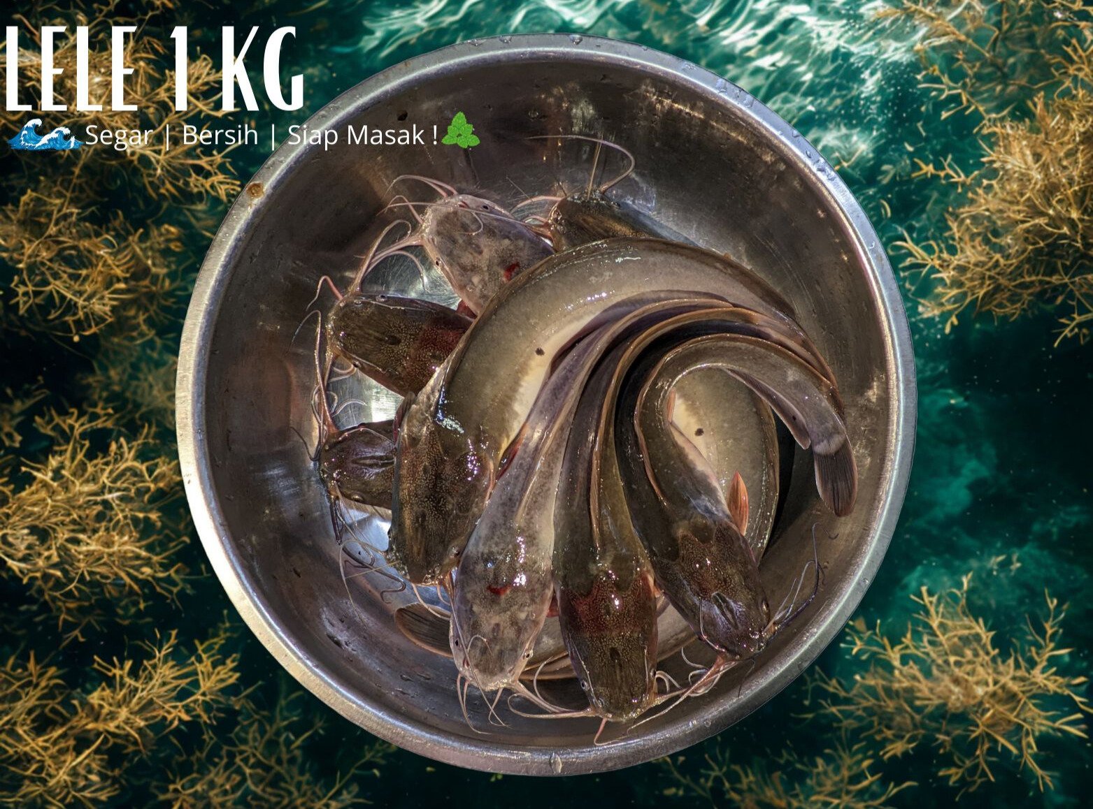 Lele Segar 1 Kg – Bersih dan Siap Masak!